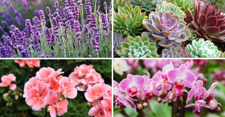 15 Great Plants for Women Over 60 and 7 That Usually Disappoint