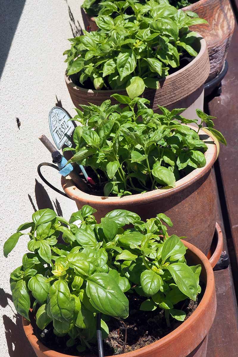 Basil (Ocimum basilicum)