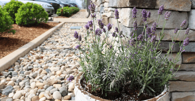 15 Herbs That Are Perfect For Your Patio