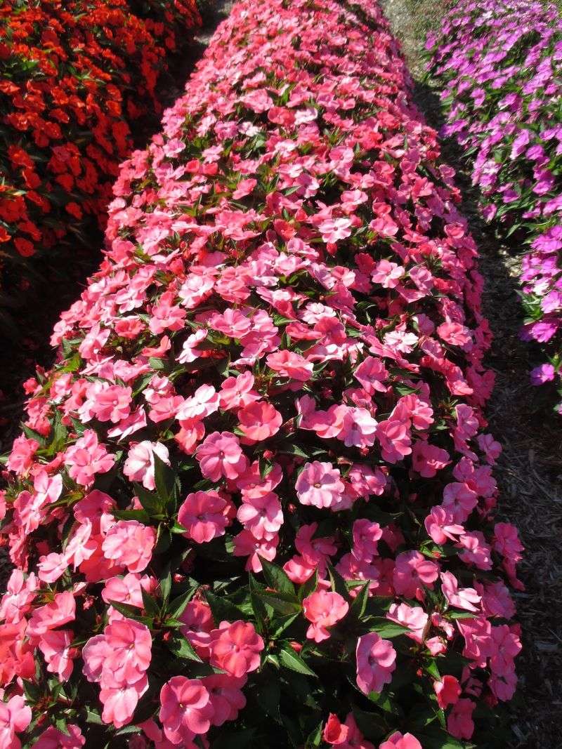 SunPatiens Spreading Shell Pink