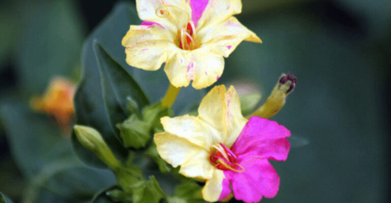 15 Native Night Bloomers That Turn Your Yard Into a Firefly Paradise