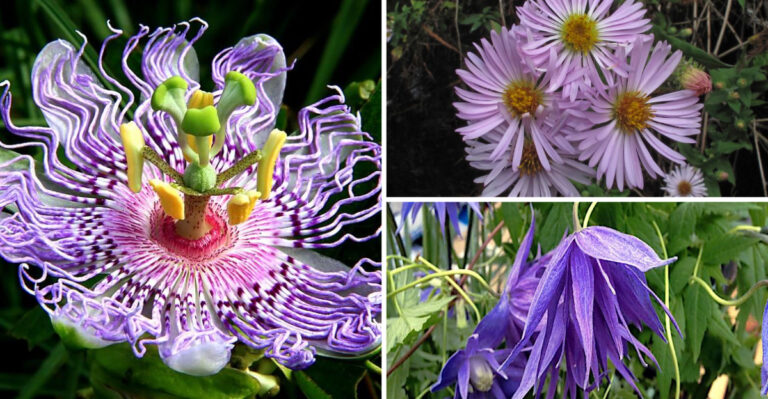 15 Native Vines That Thrive in Southeast Virginia’s Shade and Sun