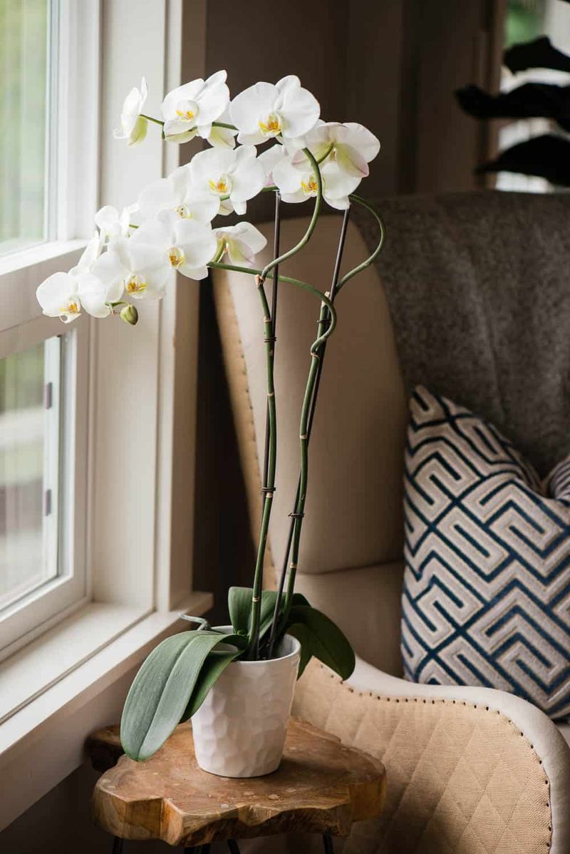 Phalaenopsis Orchid