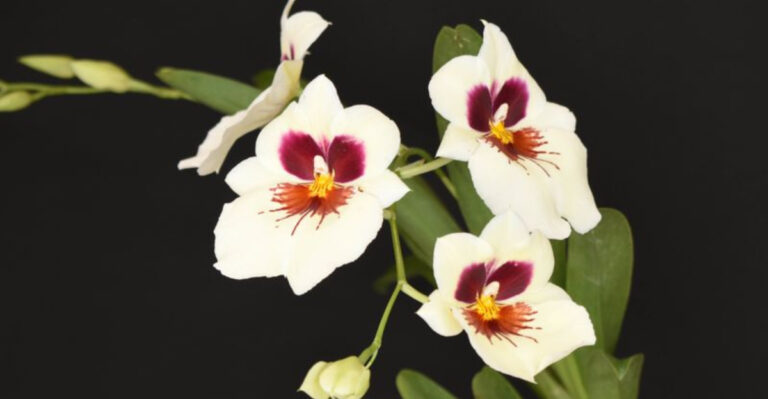 15 Orchid Types Perfect for Beginners Who Think They Can’t Grow Flowers