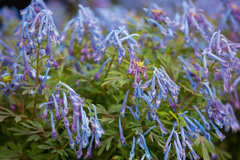Corydalis