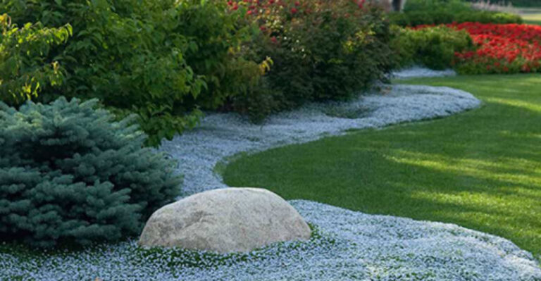 15 Perennials That Will Transform Your Lawn (No Fertilizer Needed!)