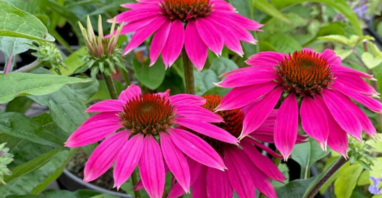 15 Places To Avoid Planting Coneflowers (And 5 Where They’ll Actually Thrive)