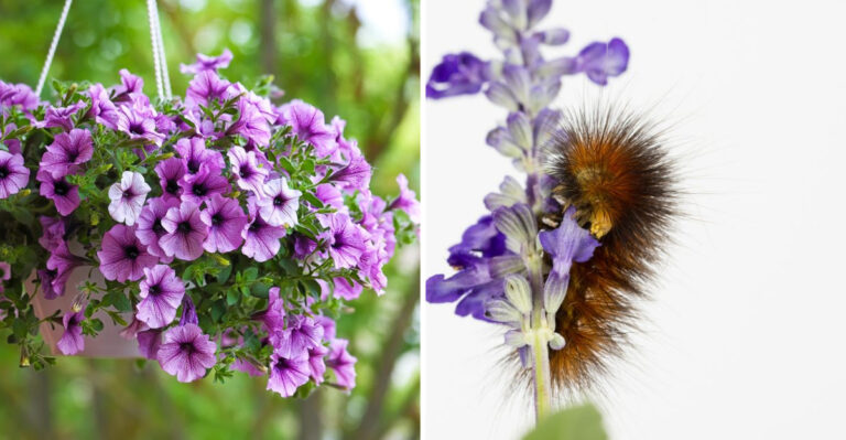15 Plants That Keep Caterpillars Away Naturally (No Pesticides Needed)