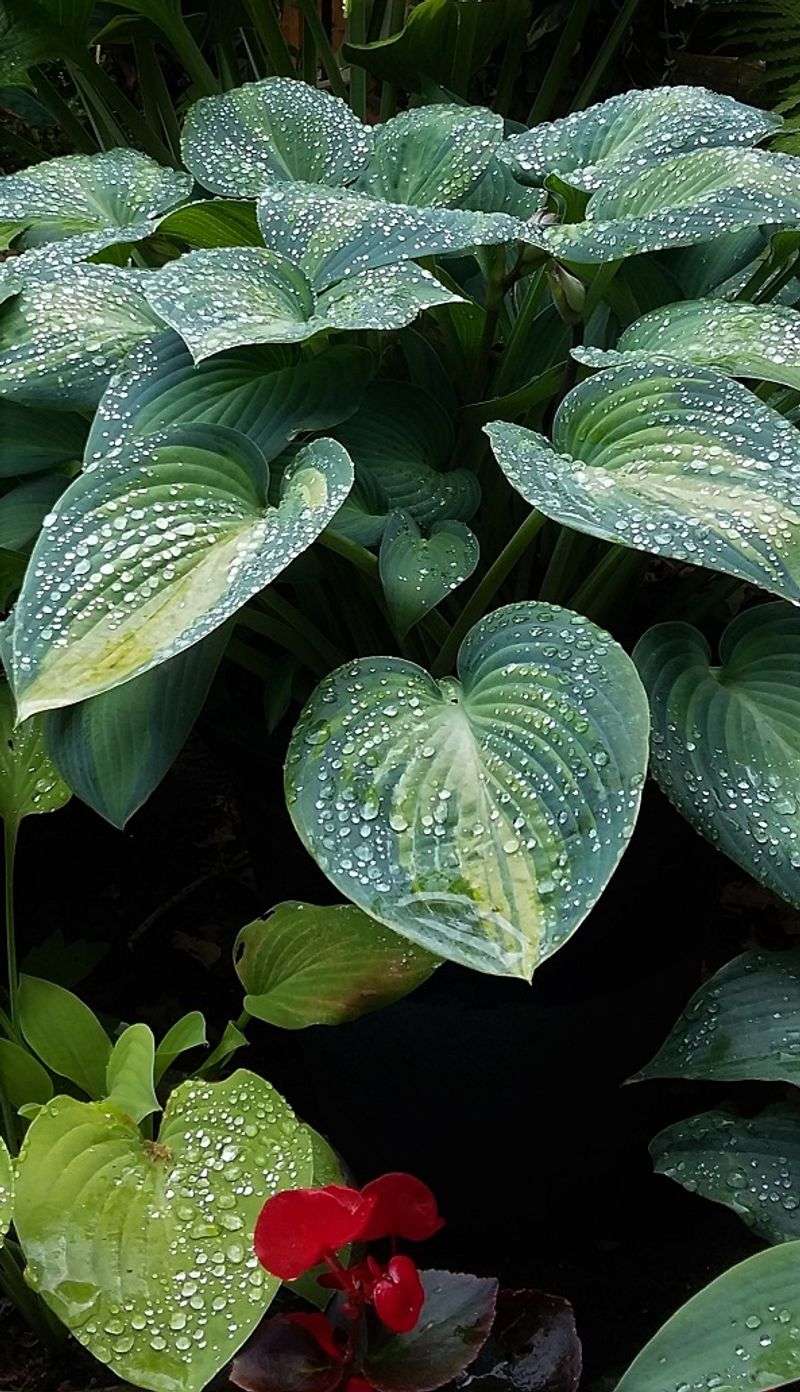 Hosta