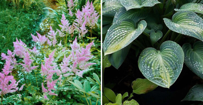 15 Plants That Love Rainy Summers (And 5 That Don’t Stand a Chance)