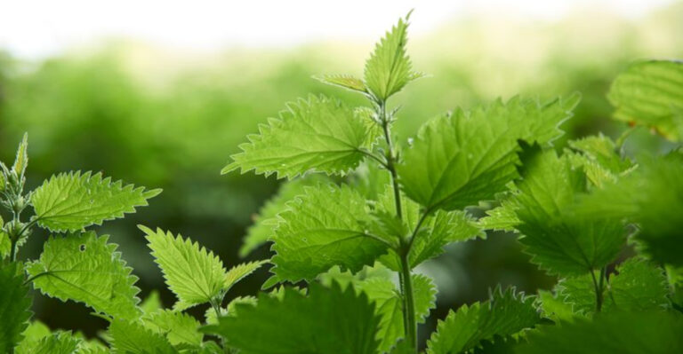 15 Plants That Tell You Exactly What’s Missing in Your Soil—No Test Needed