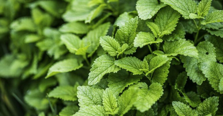 15 Reasons You Need to Start Growing Lemon Balm Right Now