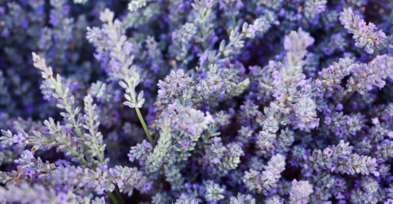 15 Secret Benefits of Dark Room Plants That Experts Don’t Share