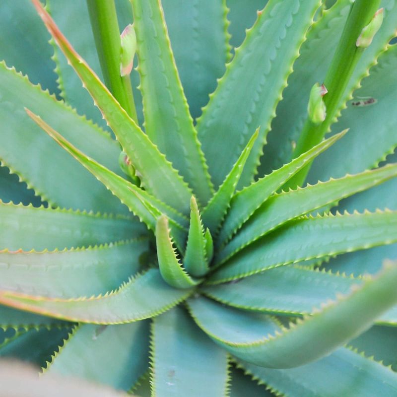 Aloe Vera's Secret Healing Properties