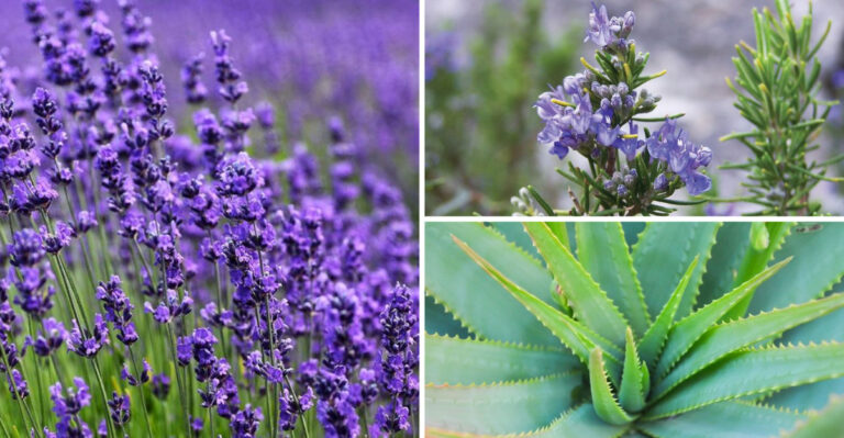 15 Secret Facts About Drought-Tolerant Plants That Nurseries Don’t Want You to Know