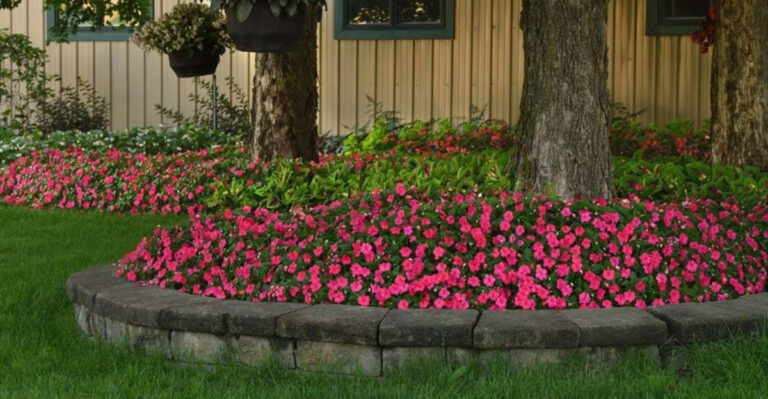 15 Secret Facts About Heat-Sensitive Impatiens That Garden Centers Won’t Tell You