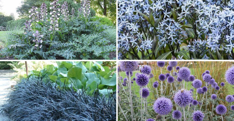 15 Secret Perennials Garden Centers Don’t Want You to Know About