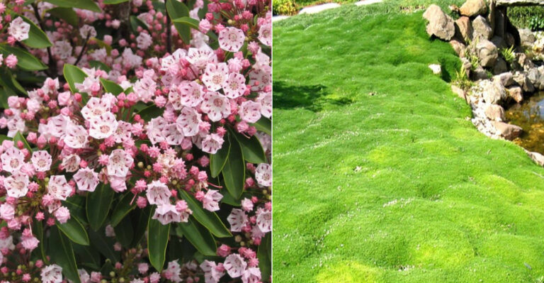 15 Shrubs & 10 Ground Covers That Shape Themselves & Stay Green All Year
