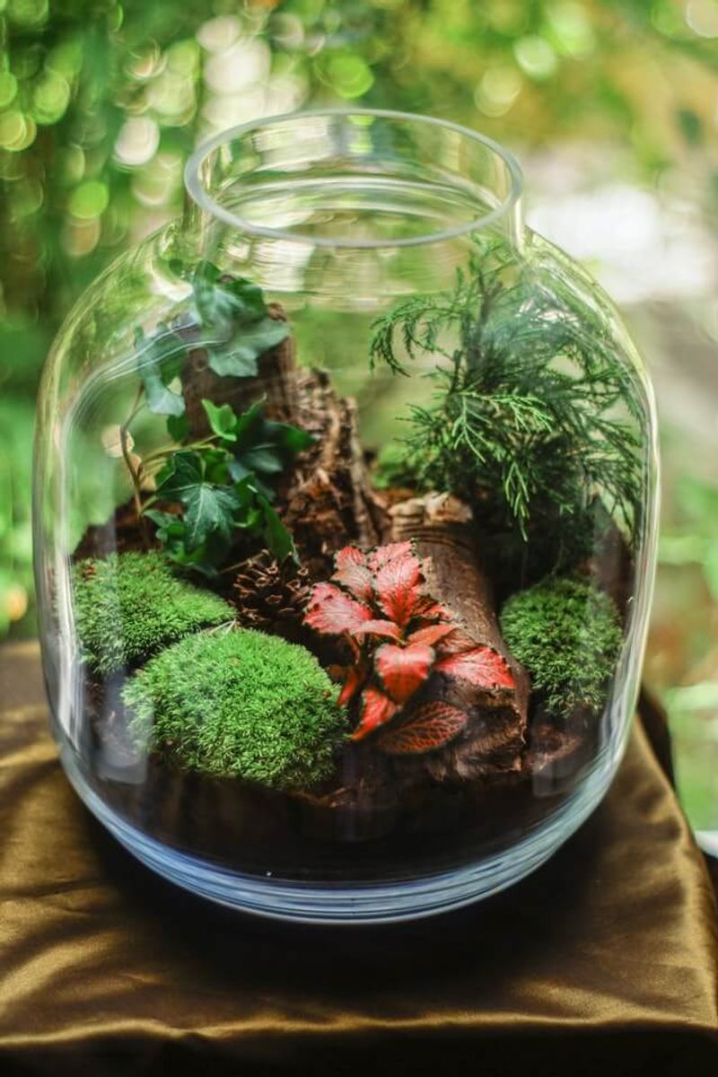 Terrarium Magic
