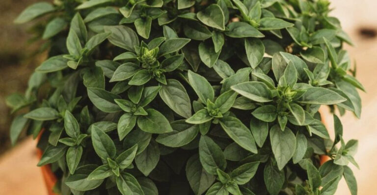 15 Small-Space Vegetables Revealed This Secret — What Happened Next Shocked Gardeners