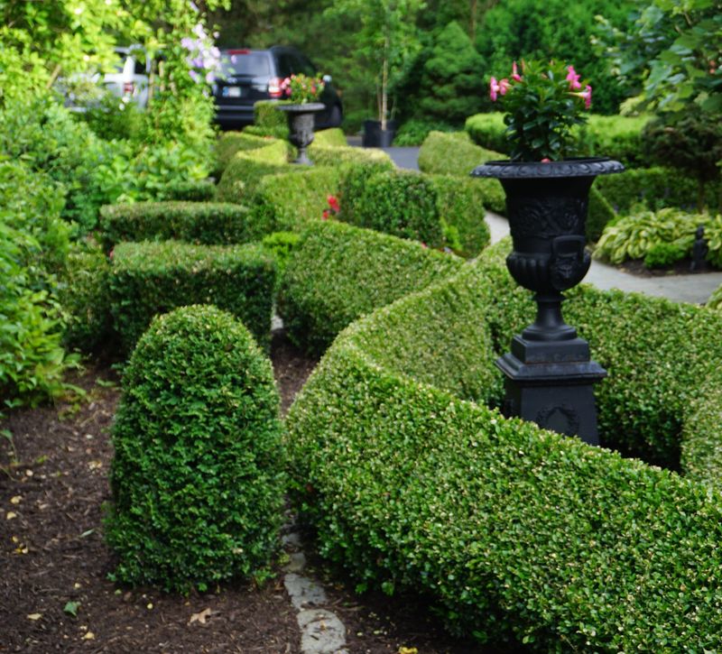 Boxwood