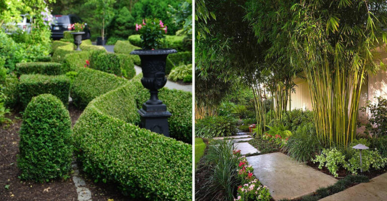 15 Stunning Low-maintenance Hedging Plants For Your Garden