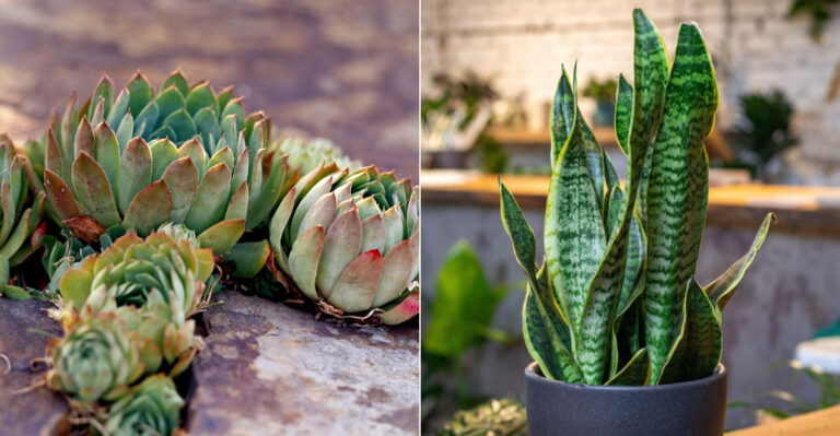 15 Succulents You Can Grow From Seed (And 5 That Are Better Bought Mature)