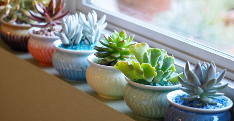 15 Things Your Succulents Need Before Summer Heat Hits