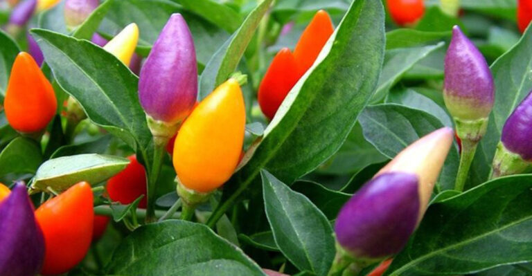 15 Things to Plant Now That Will Surprise You in September