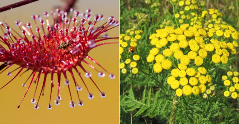 15 Unusual Plants That Naturally Keep Your Home Pest-Free