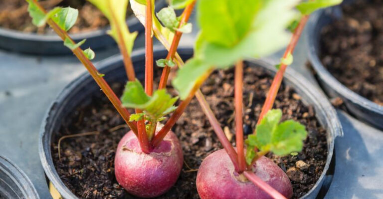 15 Vegetables That Actually Taste Better When Grown in Containers