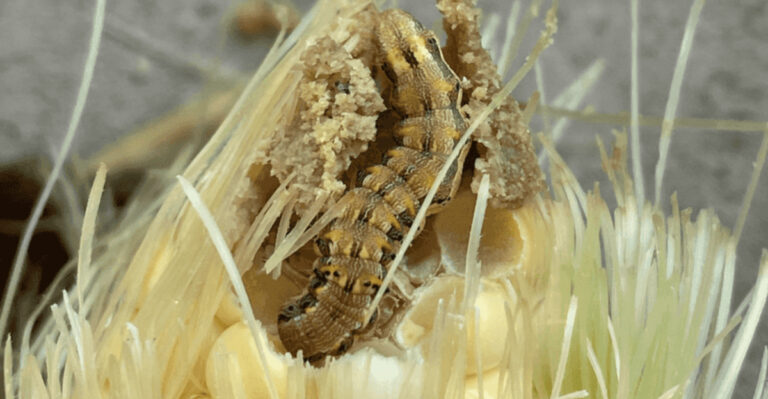 15 Vegetables That Attract Pests Like Magnets