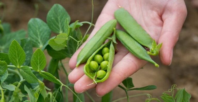 15 Vegetables That Practically Grow on Their Own
