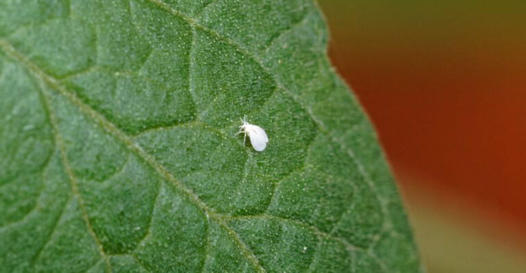 15 Ways to Kill Whiteflies on Tomatoes