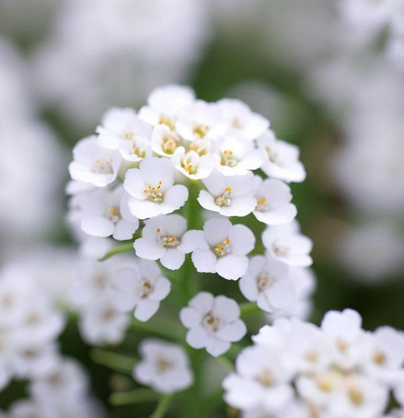 Sweet Alyssum (Lobularia maritima)