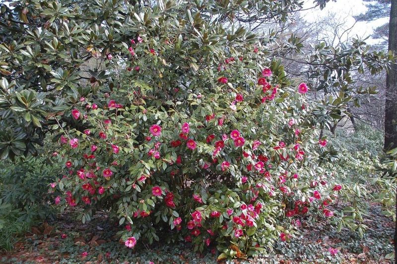 16. Camellias