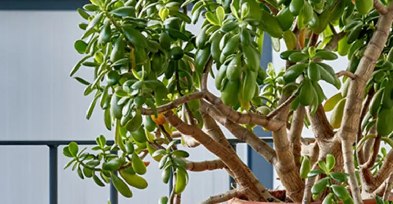 16 Balcony Plants That Never Drop Leaves or Make a Mess