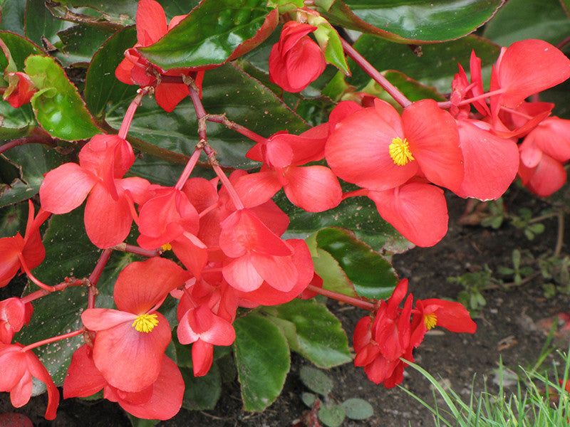 Dragon Wing Begonia