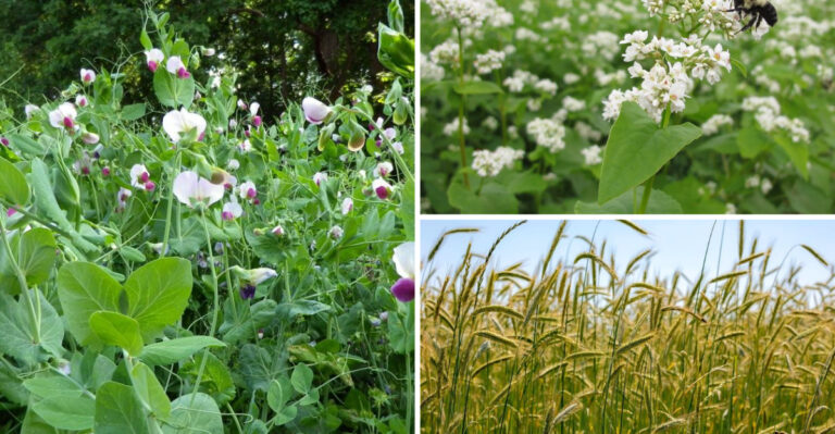 16 Cover Crops to Recharge Your Garden Soil