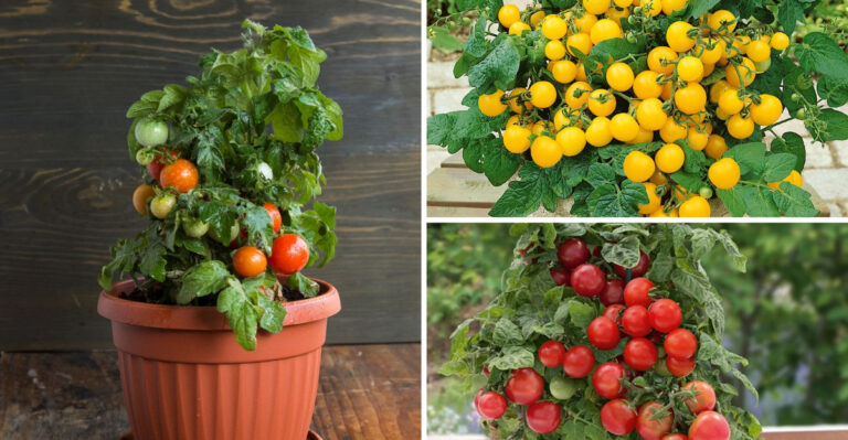 16 Dwarf Tomato Varieties That Thrive In Pots When Started Indoors (And 7 That Don’t)