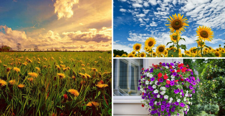 16 Flowers That Look Exotic but Grow Like Weeds