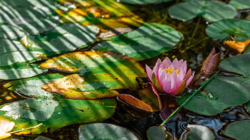 Overcrowding the Lotus