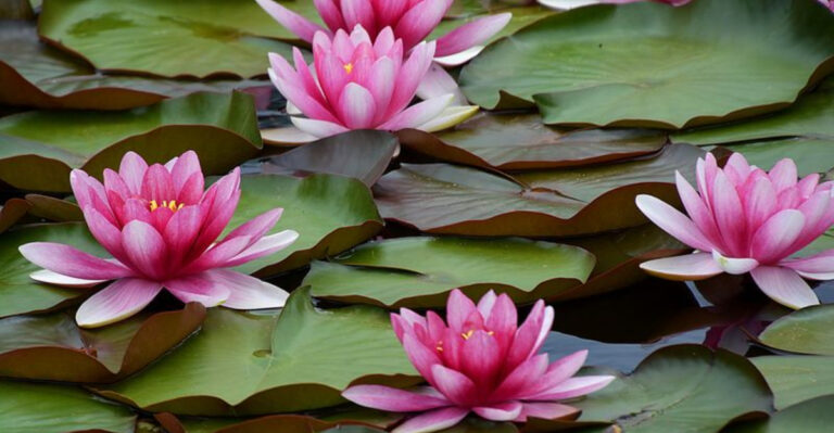 16 Gardening Mistakes To Avoid If You’re Growing Lotus Flowers