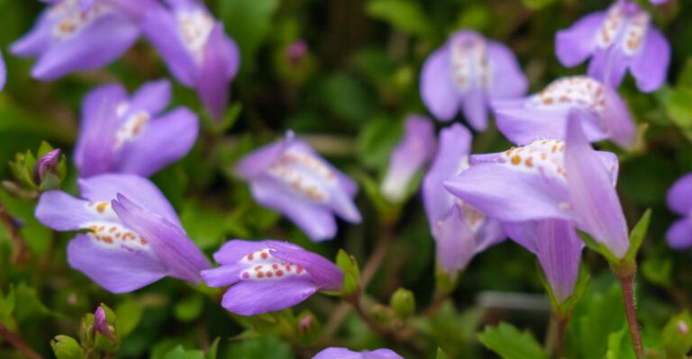 16 Ground Covers That Replace Mulch and Look Better Doing It