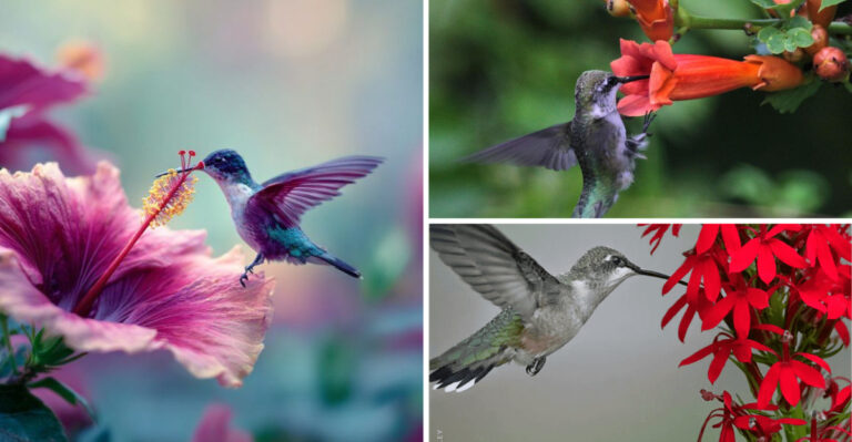 16 Plants That Hummingbirds Love the Most in a Garden