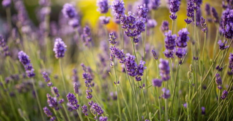 16 Plants That Thrive in Neglected Corners of Your Yard
