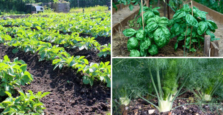 16 Plants That You Should Never Grow Next To Your Cucumbers