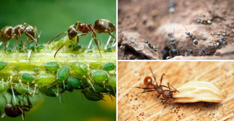 16 Reasons Why Ants In The Garden Aren’t Really a Problem