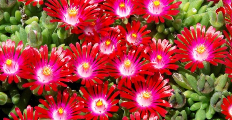 16 Stunning Succulents with Red Flowers