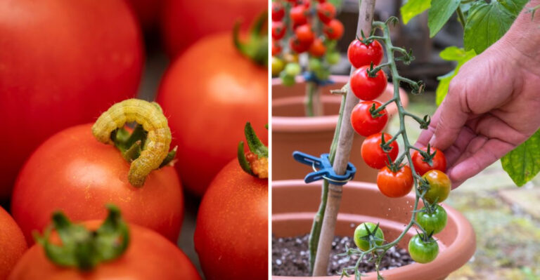 16 Tips to Grow Cherry Tomatoes in Pots That Actually Work